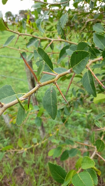 Xylosma venosa, photographed by Pablo H Capovilla