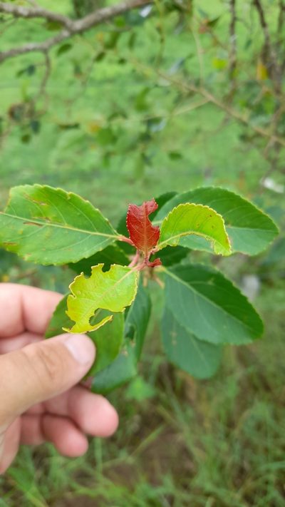 Xylosma venosa, photographed by Pablo H Capovilla