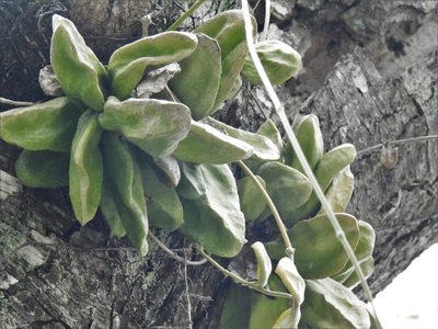 Dischidia major, photographed by Samuel Lee