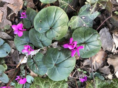 Cyclamen coum, photographed by James Hardcastle