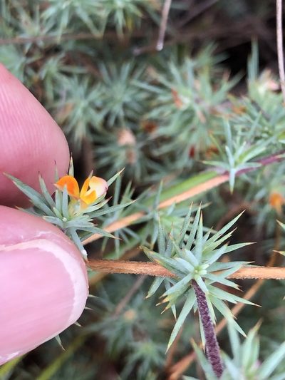 Aspalathus potbergensis, photographed by Charleen Brunke