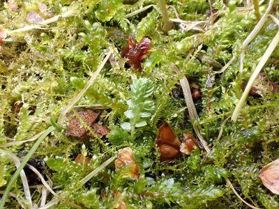 Selaginella apoda, photographed by Taro Ietaka