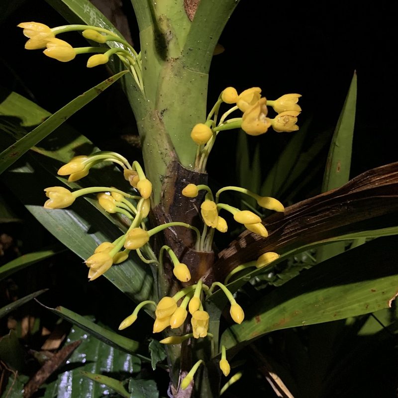 Maxillaria aurea, photographed by Círculo de Investigación en Taxonomía, Florística y Ecología Vegetal