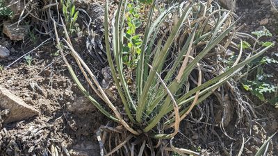 Agave schottii