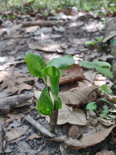 Arisaema acuminatum, photographed by eastm