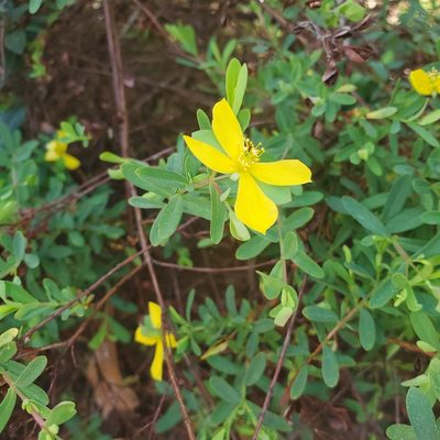 Hypericum hypericoides, photographed by Laura Gaudette