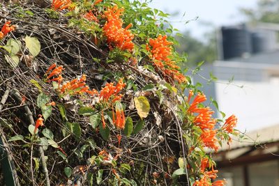 Pyrostegia venusta, photographed by Sabarni Sarker