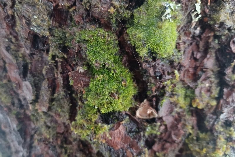 Orthodicranum flagellare, photographed by Quinten Wiegersma