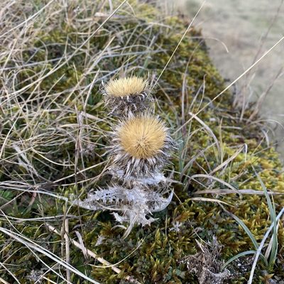 Carlina vulgaris, photographed by Jan Sheppard