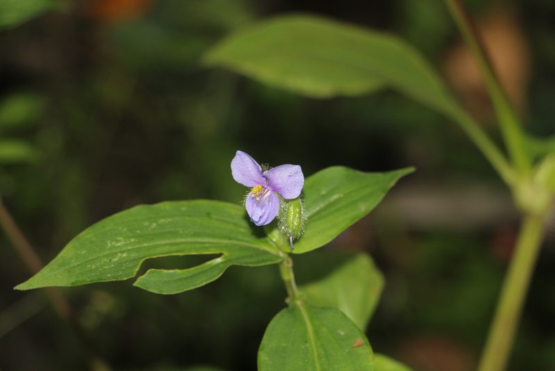 Tinantia erecta, photographed by Andrés Ramírez-Barrera