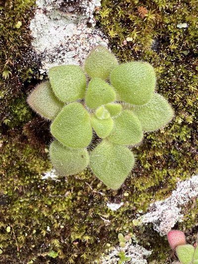 Aichryson villosum, photographed by William Stephens