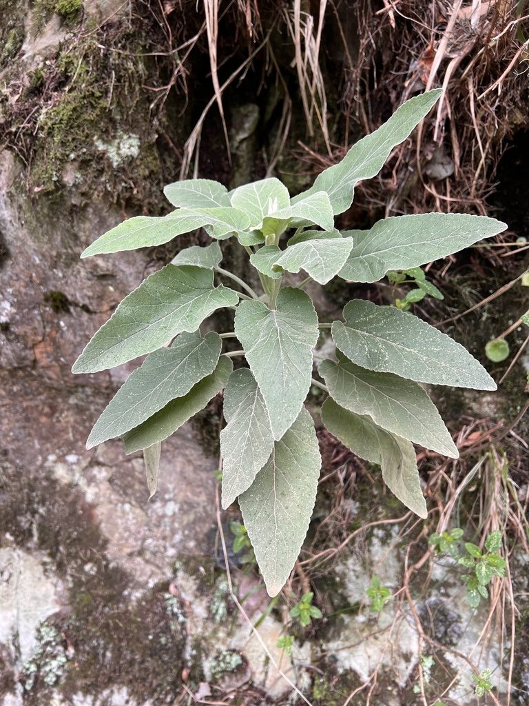 Sideritis candicans, photographed by William Stephens