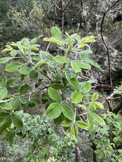 Genista maderensis, photographed by William Stephens