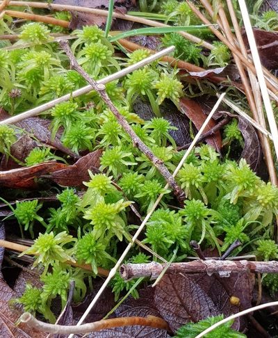 Sphagnum flexuosum, photographed by Helen Waterman