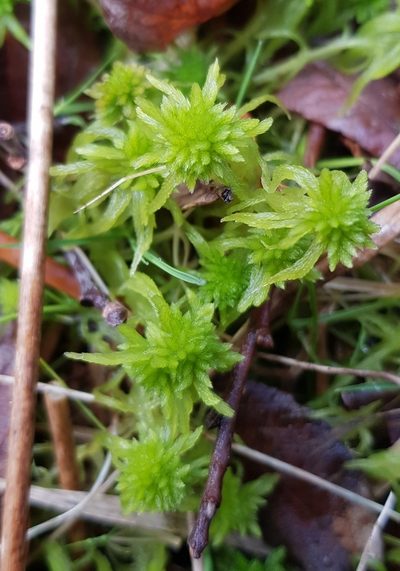 Sphagnum flexuosum, photographed by Helen Waterman