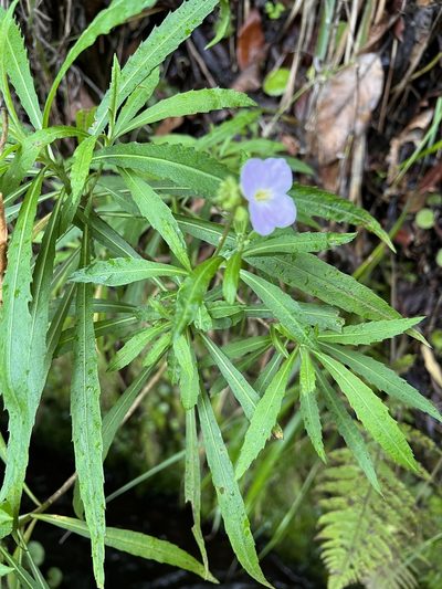 Erysimum bicolor, photographed by William Stephens