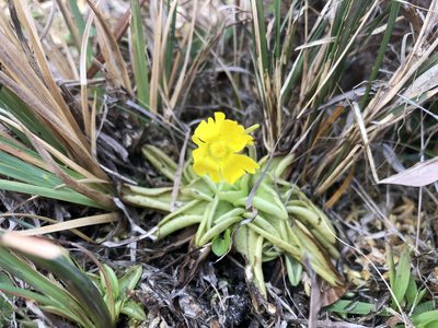 Pinguicula lutea, photographed by Scott Morris