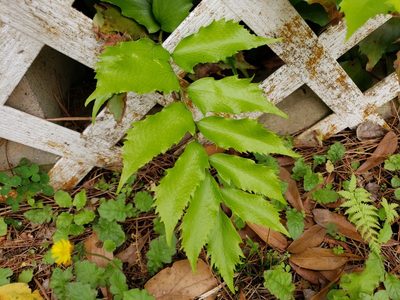 Cyrtomium falcatum, photographed by Tyler Bishop