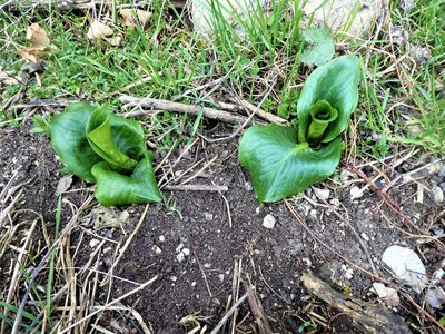 Arum cylindraceum, photographed by Michael Andresek