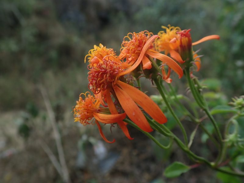 Pseudogynoxys haenkei, photographed by Scott Yarger