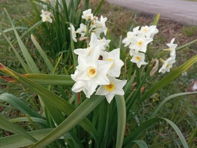 Narcissus tazetta, photographed by Josep Gesti