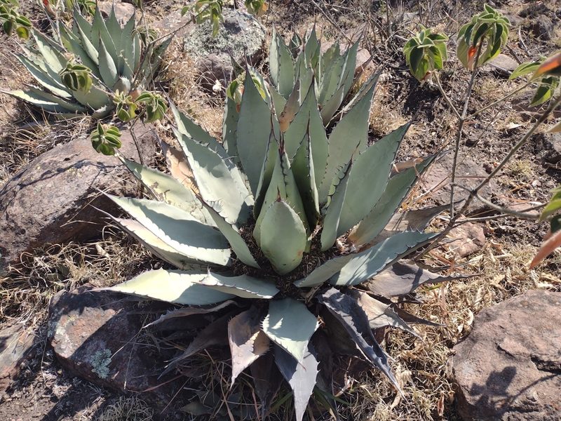 Agave flexispina, photographed by Alexis López Hernández