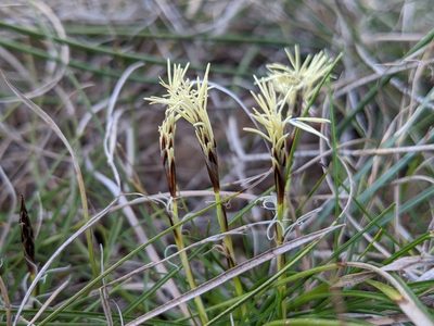 Carex halleriana, photographed by Denis Bastianelli