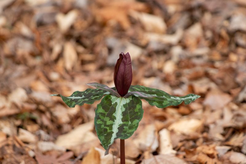 Trillium decipiens, photographed by DiegoH