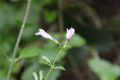 Clinopodium pomelianum, photographed by Dyhia YOUSFI
