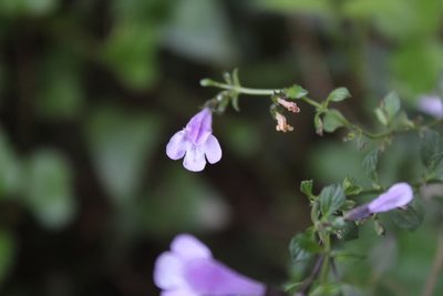 Clinopodium pomelianum, photographed by Dyhia YOUSFI