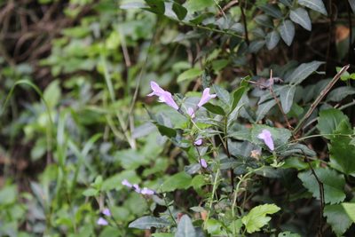 Clinopodium pomelianum, photographed by Dyhia YOUSFI