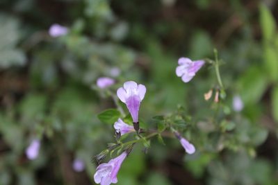 Clinopodium pomelianum, photographed by Dyhia YOUSFI