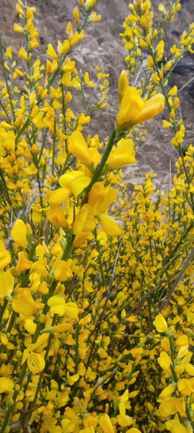 Genista polyanthos, photographed by Santiago Martín-Bravo