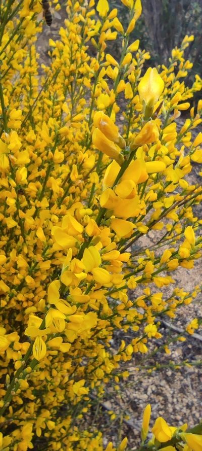 Genista polyanthos, photographed by Santiago Martín-Bravo