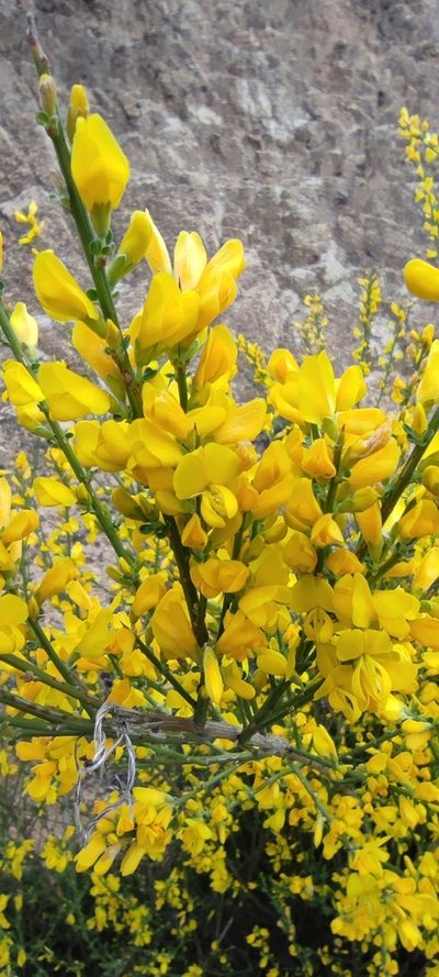 Genista polyanthos, photographed by Santiago Martín-Bravo