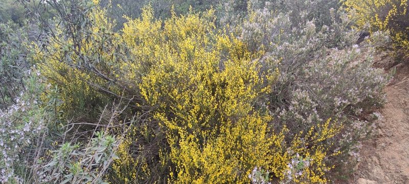 Genista polyanthos, photographed by Santiago Martín-Bravo