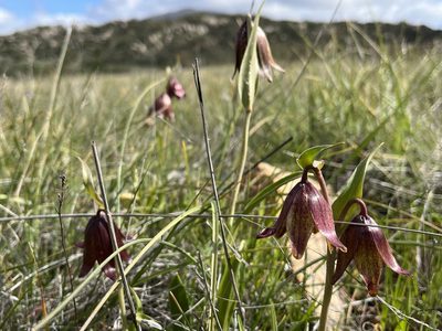 Fritillaria biflora, photographed by Rachel Allingham