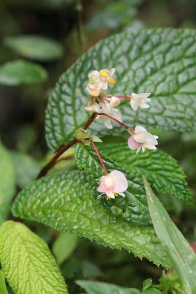 Begonia buddleiifolia, photographed by scaup