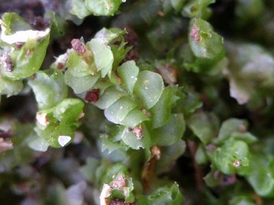 Lophocolea heterophylla, photographed by Michel Langeveld