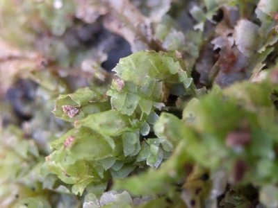 Lophocolea heterophylla, photographed by Michel Langeveld