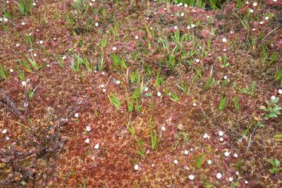 Drosera uniflora, photographed by Santiago Martín-Bravo