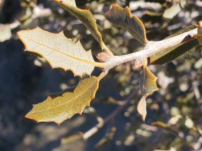 Quercus cornelius-mulleri, photographed by Craig Martin