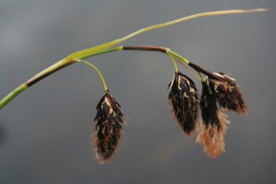 Carex banksii, photographed by Santiago Martín-Bravo