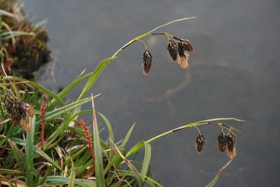 Carex banksii, photographed by Santiago Martín-Bravo