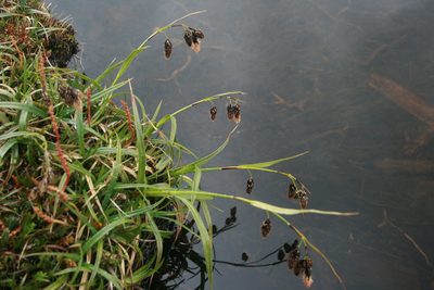 Carex banksii, photographed by Santiago Martín-Bravo