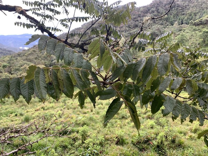Juglans neotropica, photographed by Círculo de Investigación en Taxonomía, Florística y Ecología Vegetal