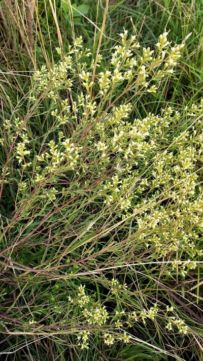 Baccharis linearifolia, photographed by Roderick Cameron
