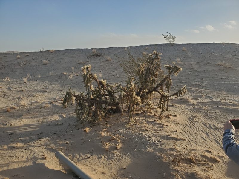 Cylindropuntia munzii, photographed by Bob Miller