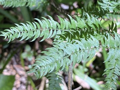 Asparagus scandens, photographed by Dave U