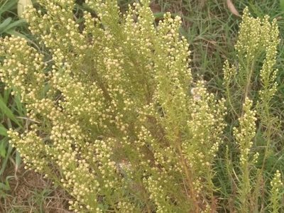 Baccharis coridifolia, photographed by Adriana Machado